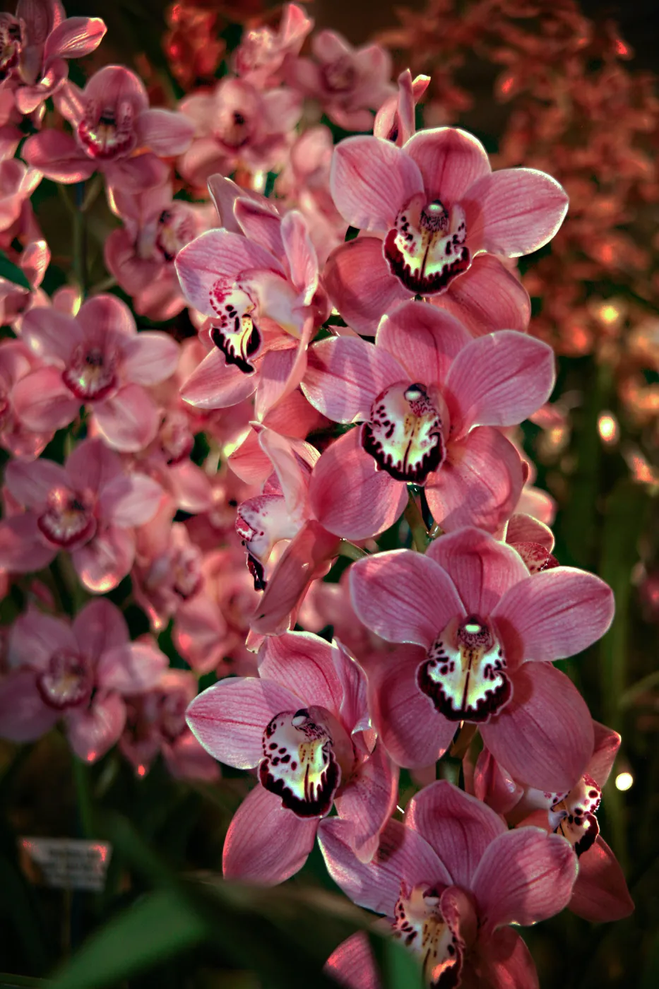 Orchid Show 2013