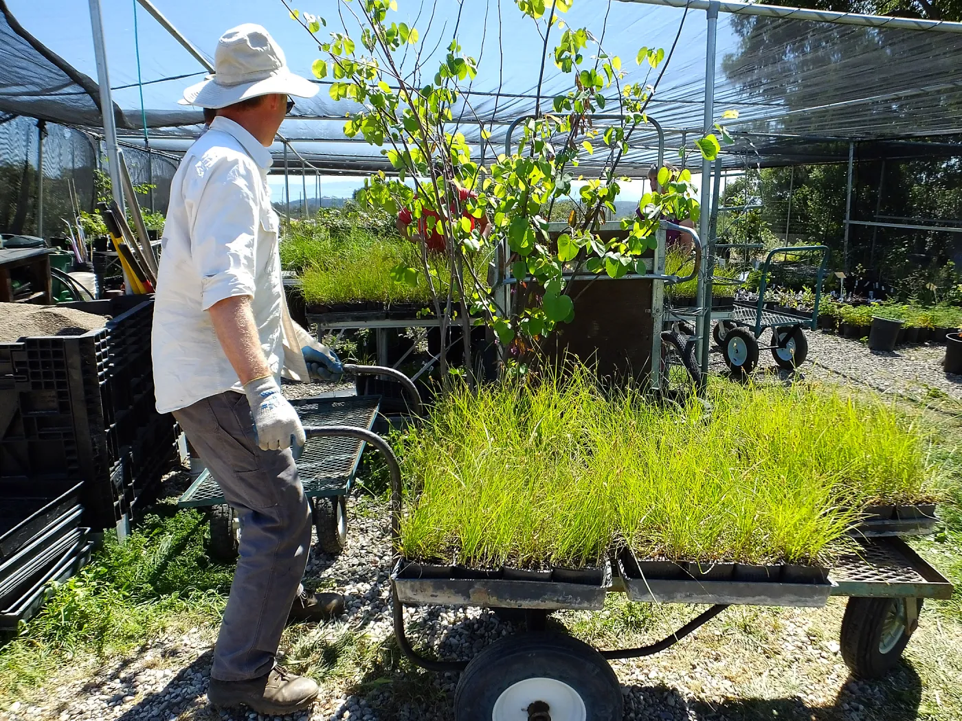 Spring Plant Sale 2015 plant delivery from Santa Barbara Natives