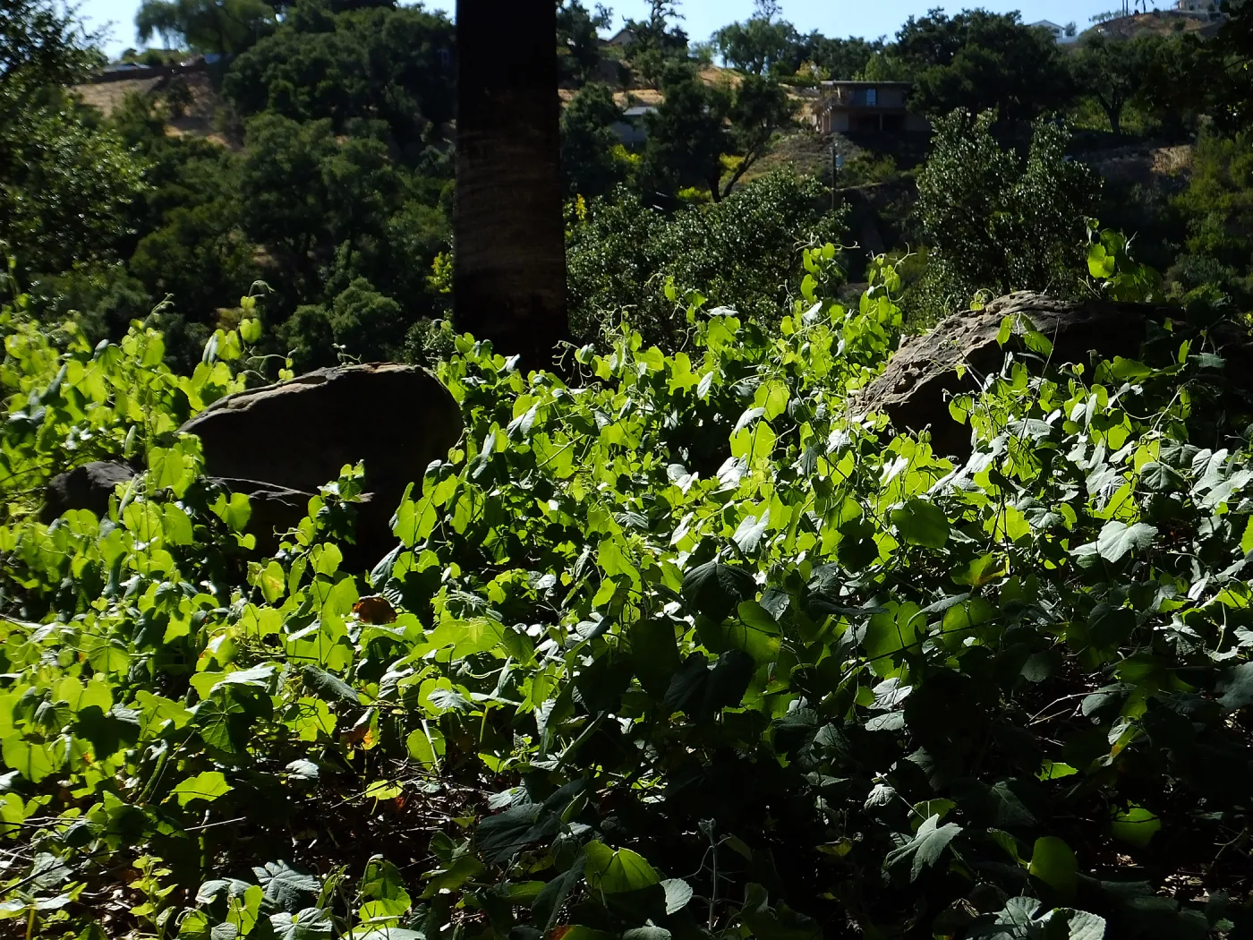 Desert Wild Grape, south side of Information Kiosk