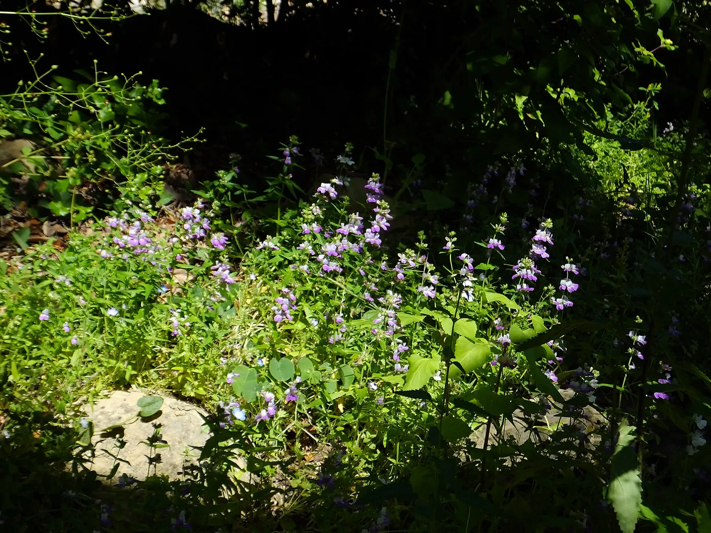 Purple Chinese Houses along Campbell Trail