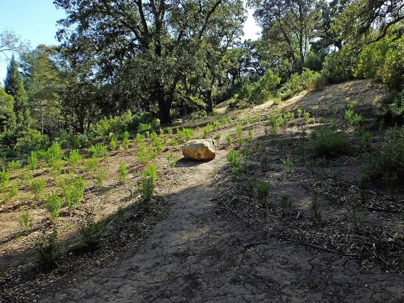 Centennial Maze