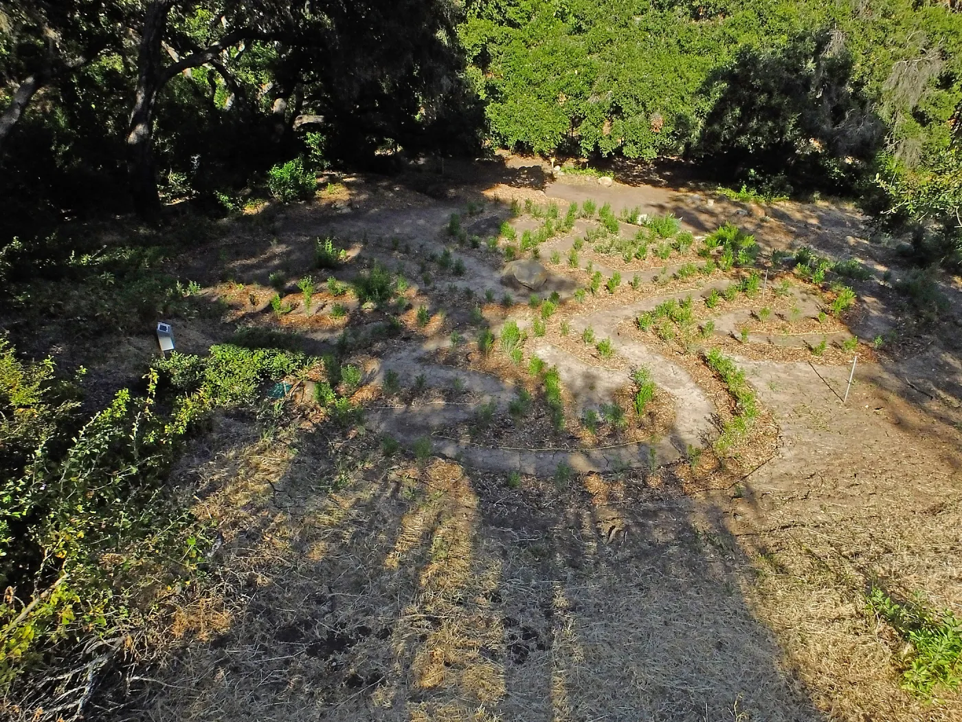Centennial Maze