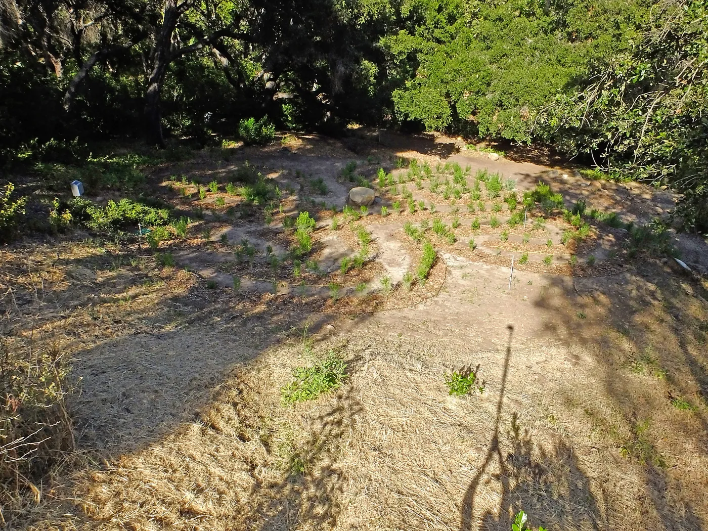 Centennial Maze