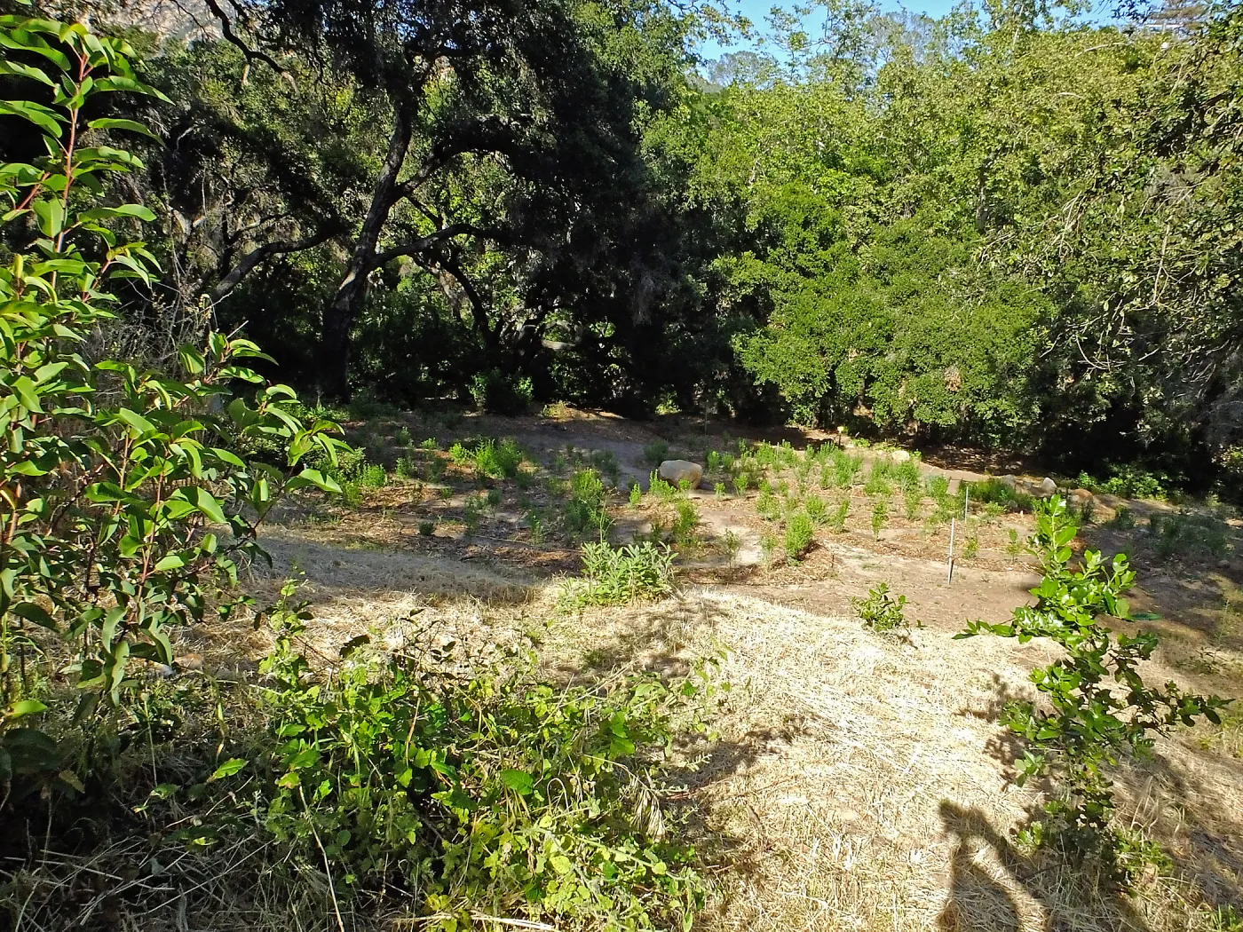 Centennial Maze