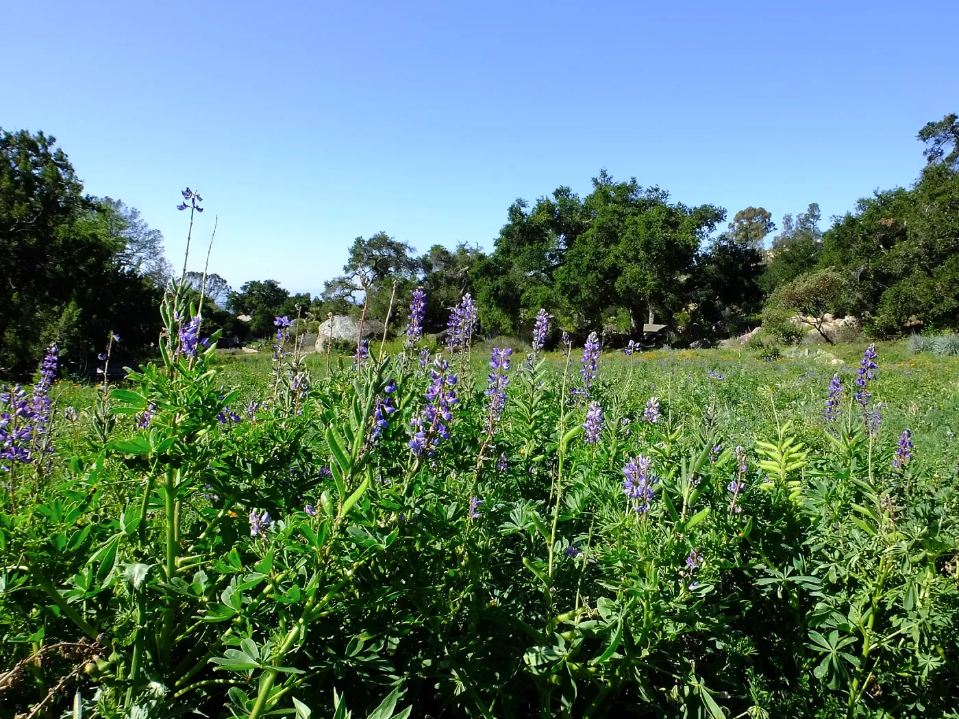Meadow Wildflowers