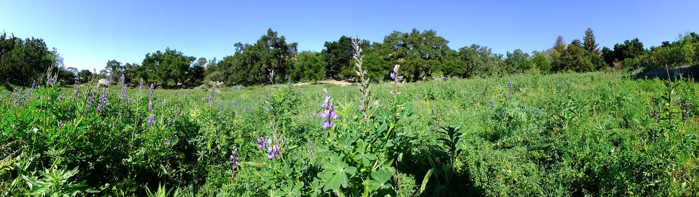 Meadow Wildflowers