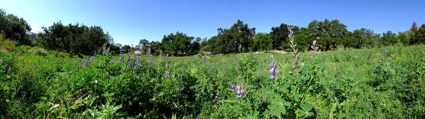 Meadow Wildflowers