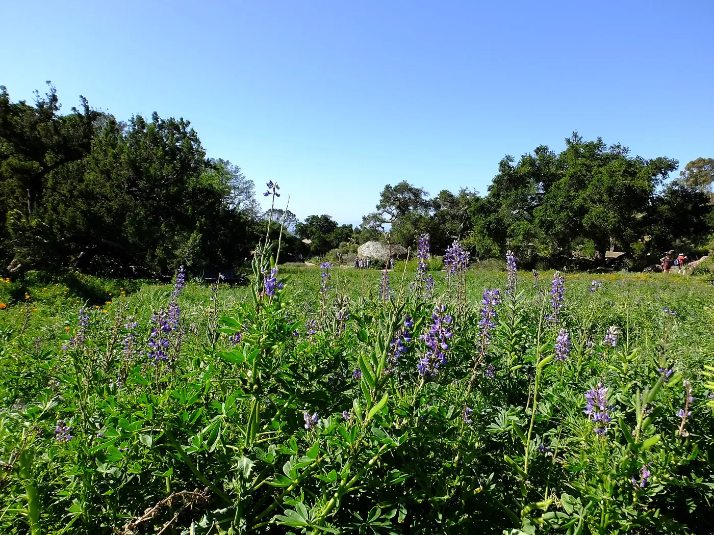 Meadow Wildflowers, Morning Bird Walk Group