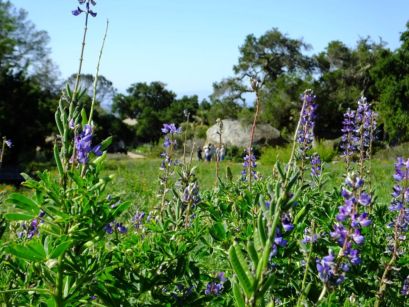 Meadow Wildflowers, Morning Bird Walk Group