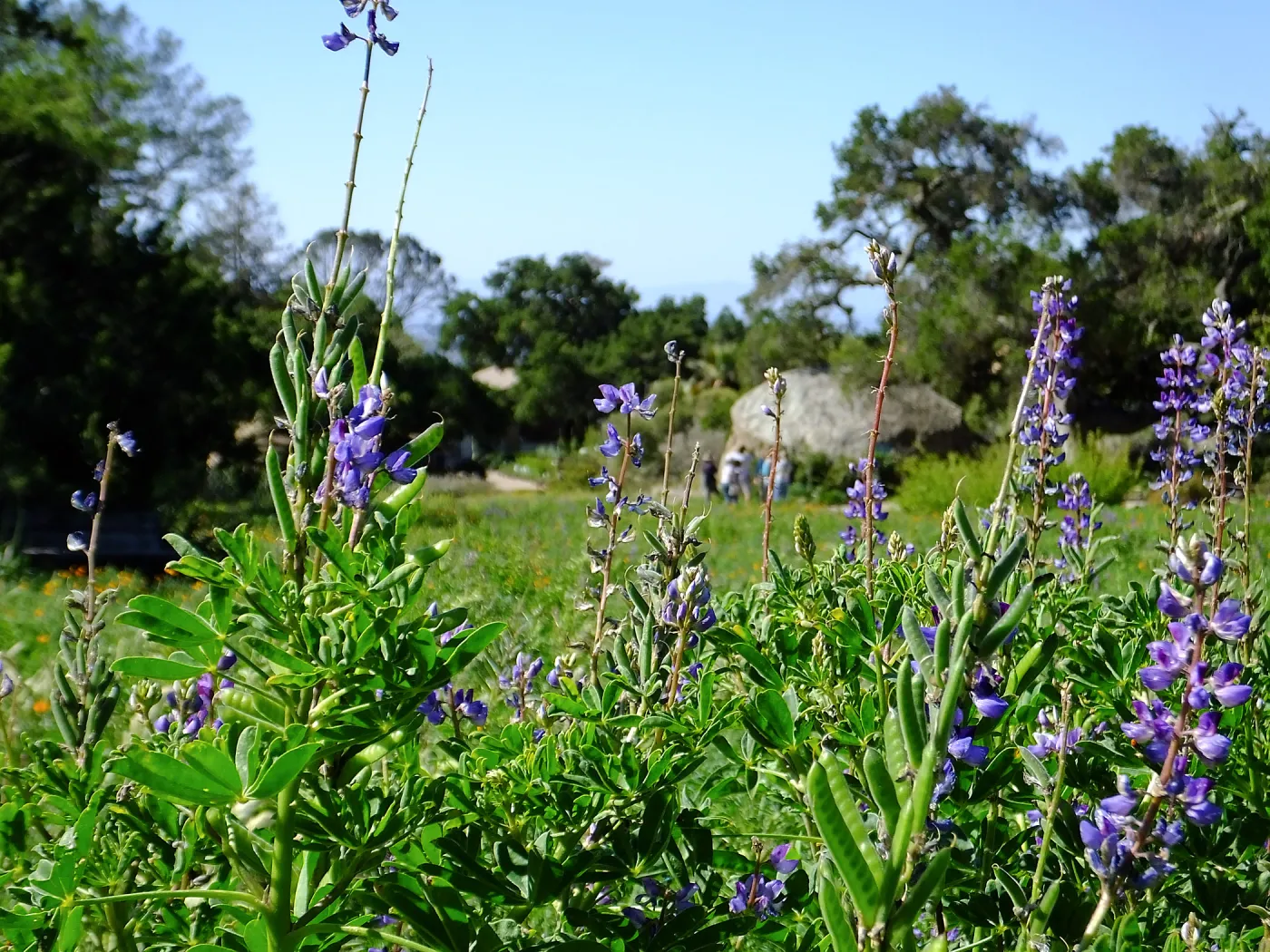 Meadow Wildflowers, Morning Bird Walk Group