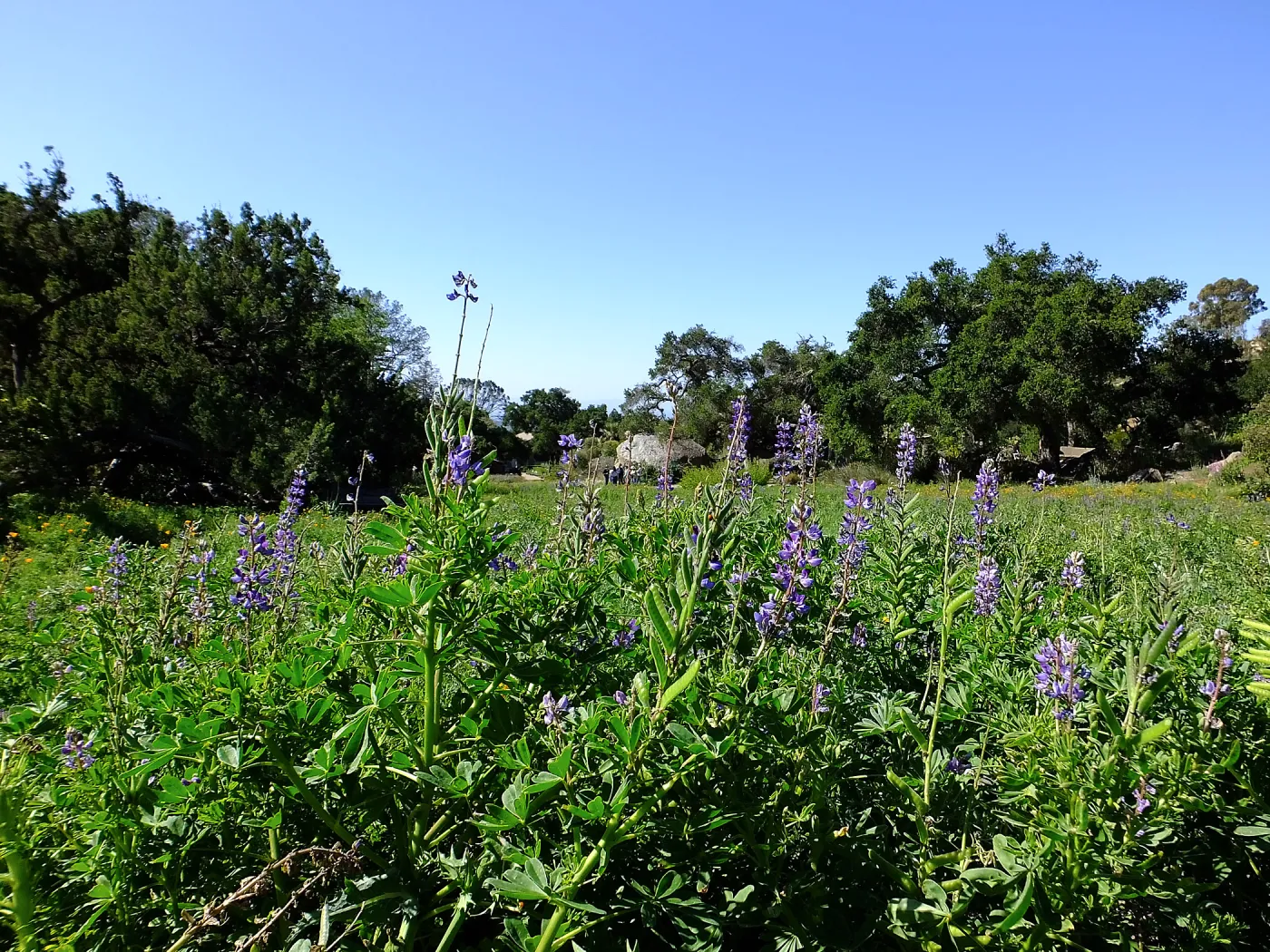 Meadow Wildflowers, Morning Bird Walk Group