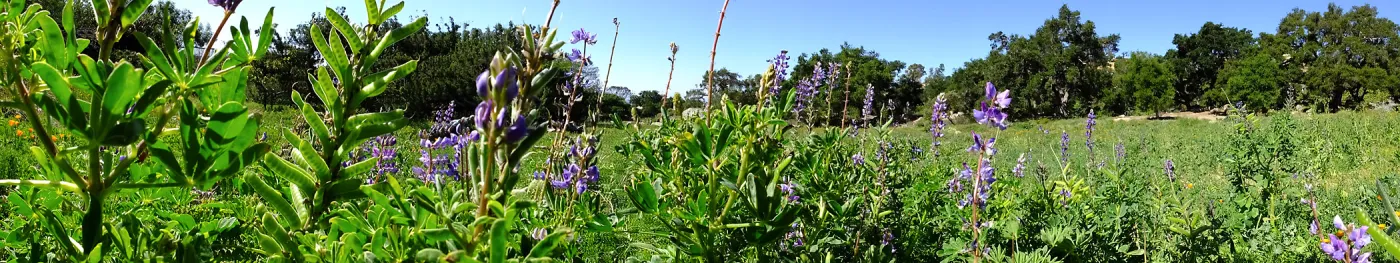 Meadow Wildflowers