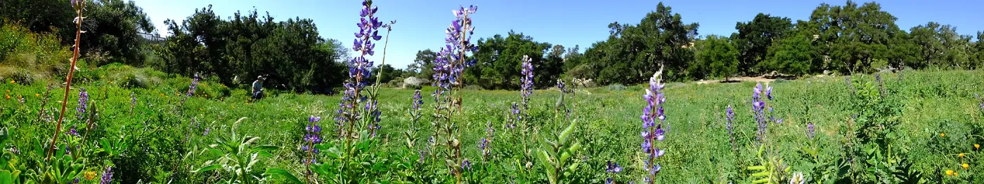 Meadow Wildflowers