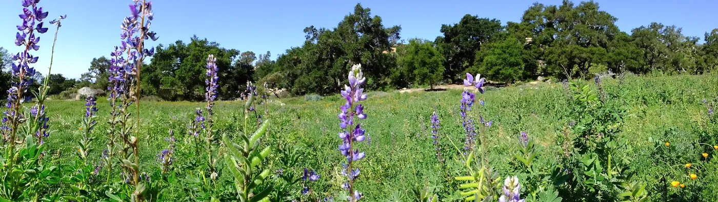 Meadow Wildflowers