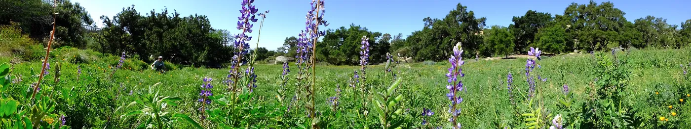 Meadow Wildflowers