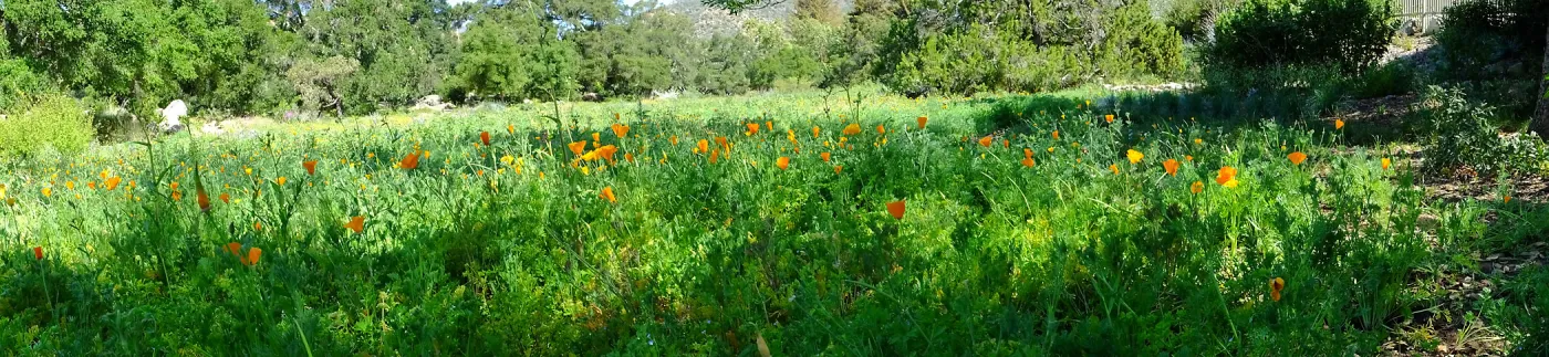 Meadow Wildflowers