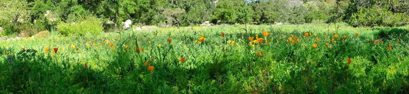 Meadow Wildflowers