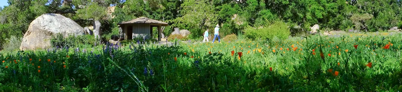 Meadow Wildflowers