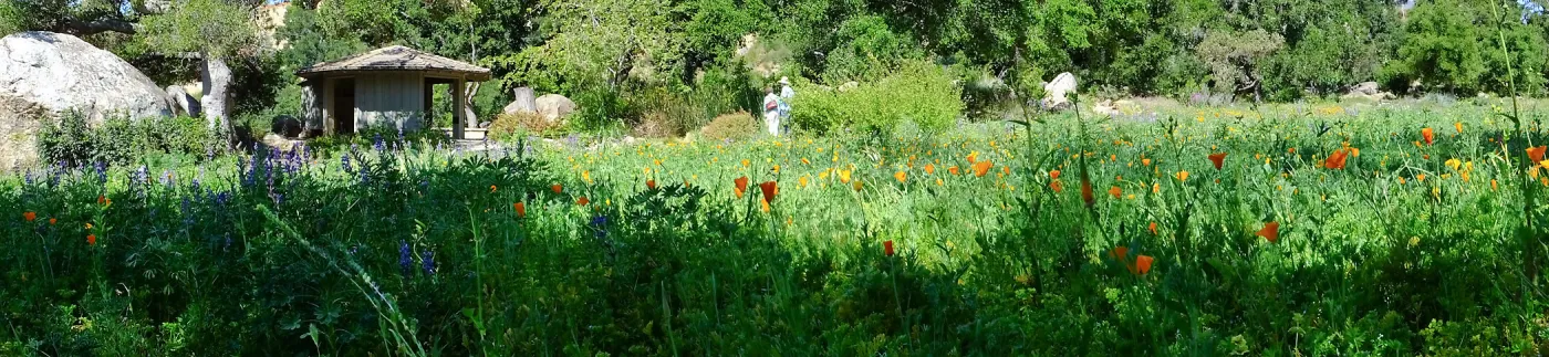Meadow Wildflowers