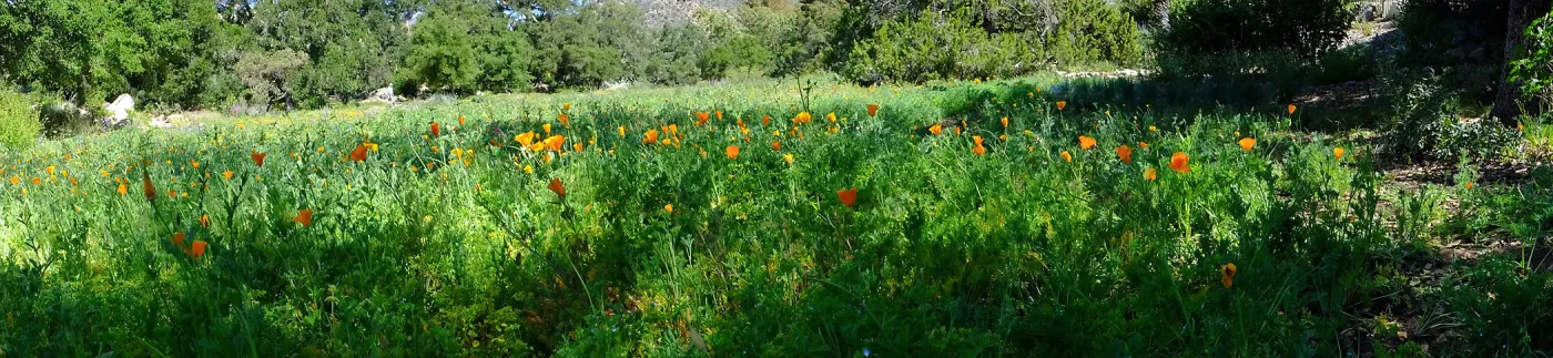Meadow Wildflowers