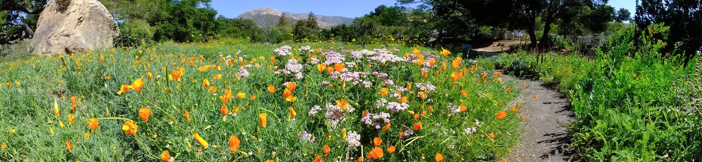 Ground Cover Display Wildflowers