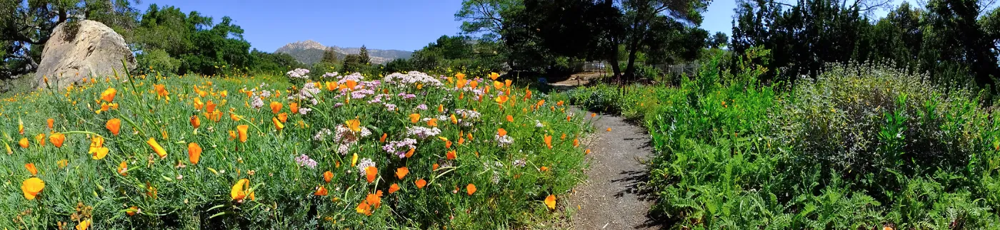 Ground Cover Display Wildflowers