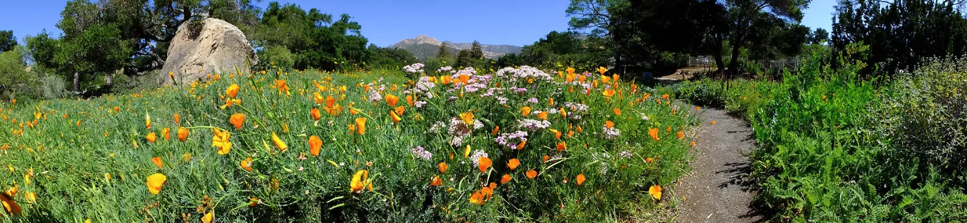 Ground Cover Display Wildflowers