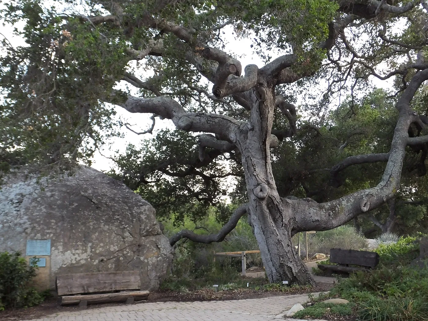 Blaksley Boulder and Oak
