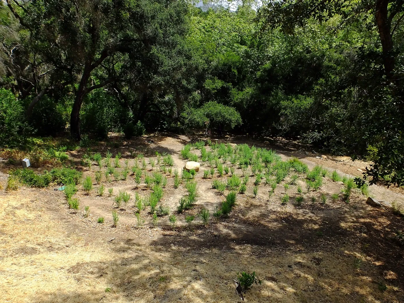 Centennial Maze