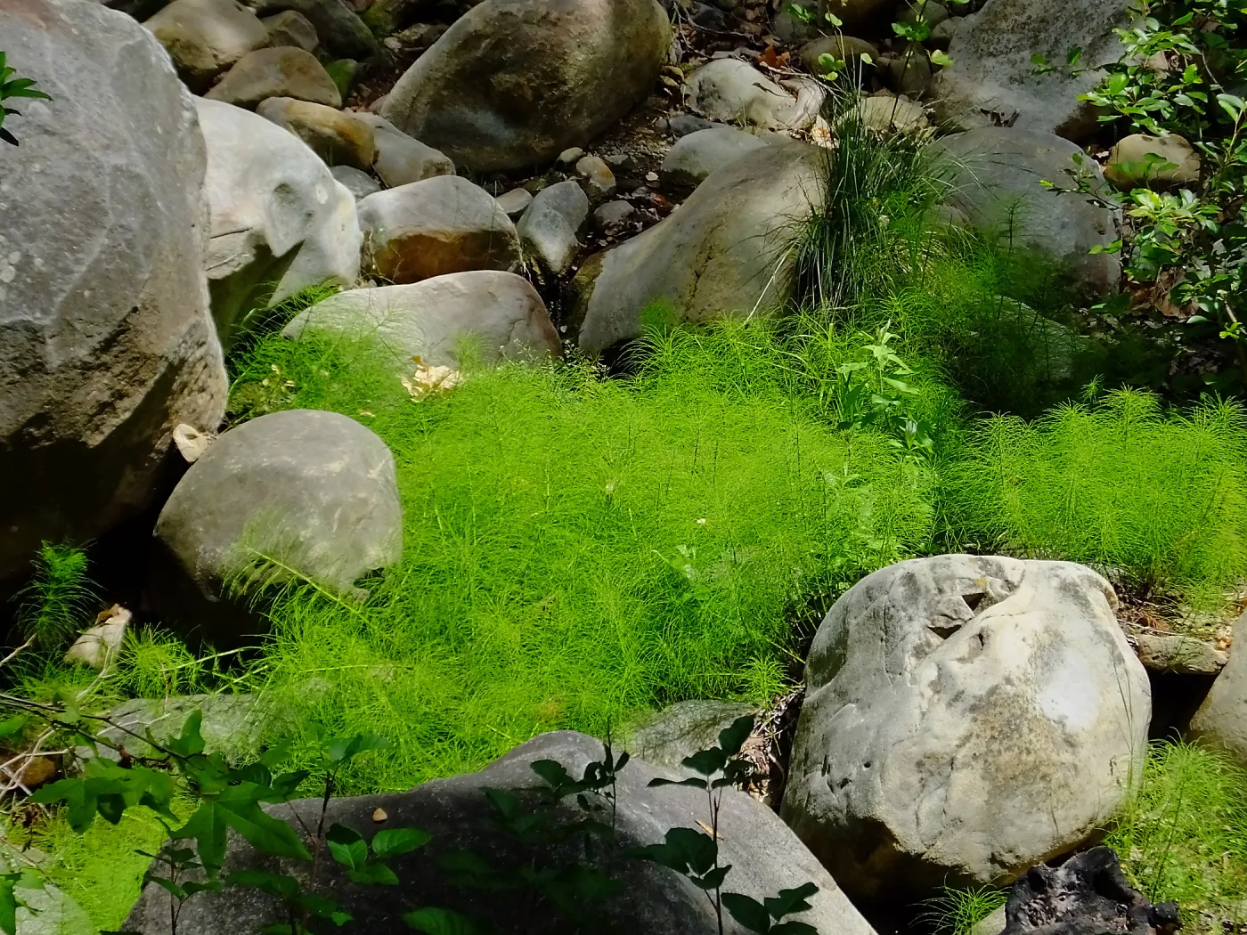 Horsetail in Mission Creek