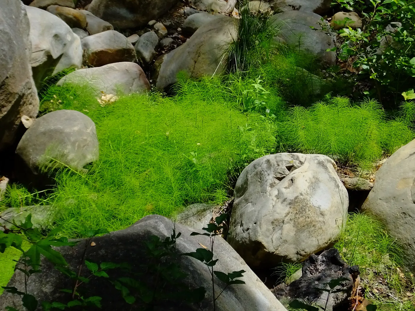 Horsetail in Mission Creek