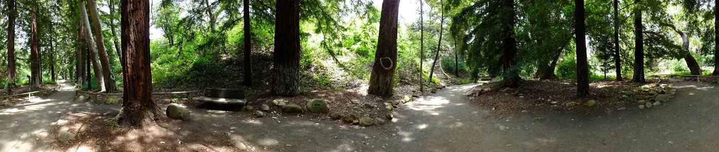 Redwood Section