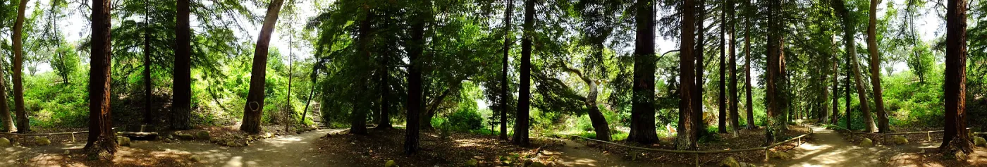 Redwood Section