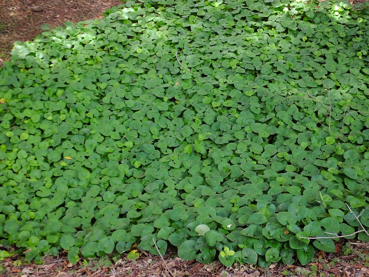 Wild Ginger in Redwood Section