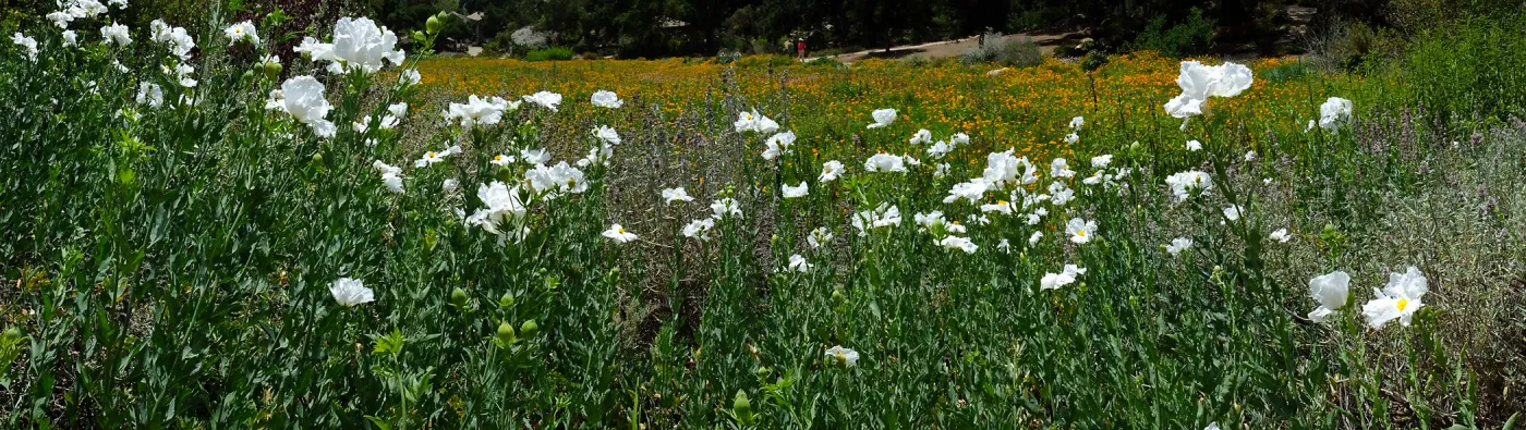 Matilija poppies at top of Meadow