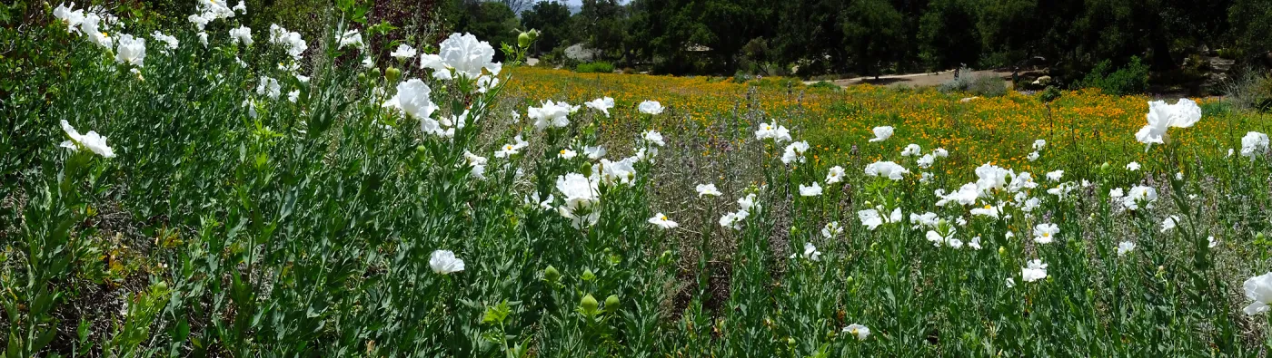 Matilija poppies at top of Meadow