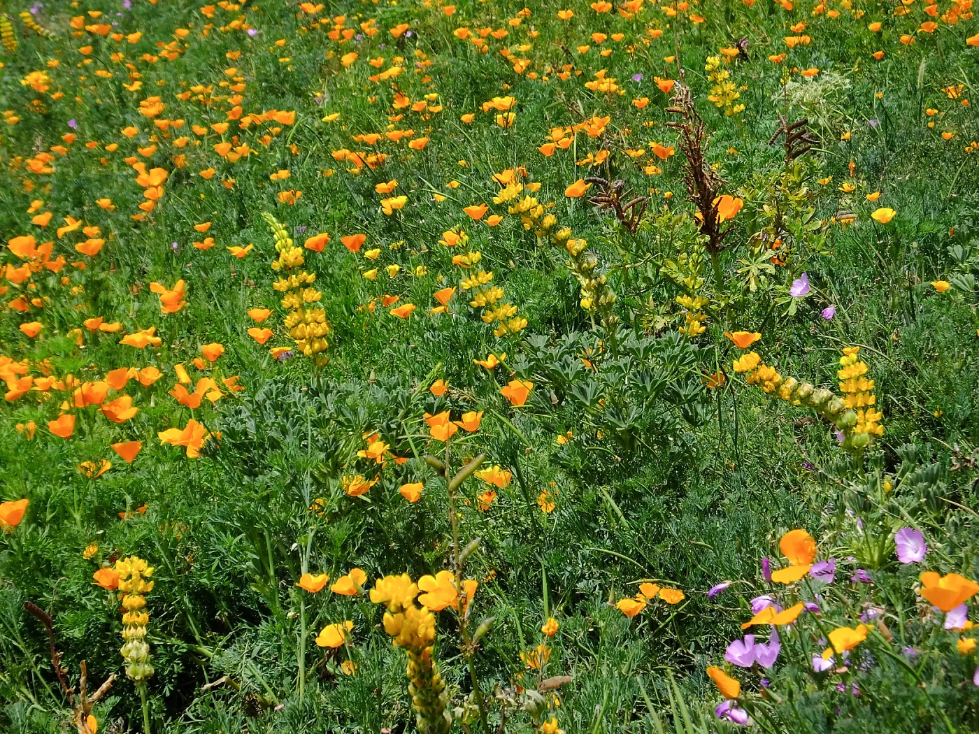 Poppies, Lupine, and Farewell-to-Spring in the Meadow