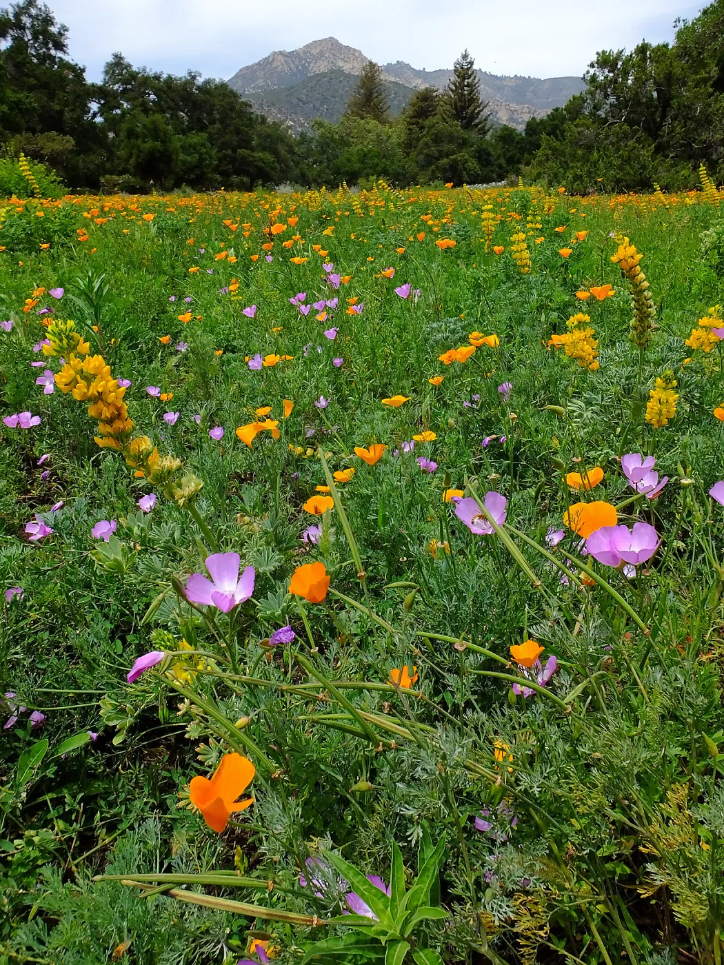 Meadow wildflower display