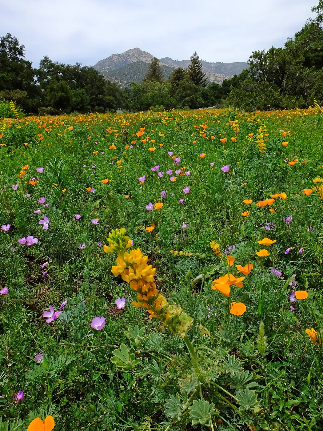 Meadow wildflower display