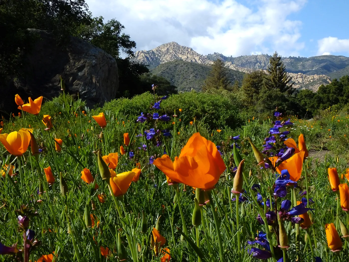 California Poppies in the Groundcover Section