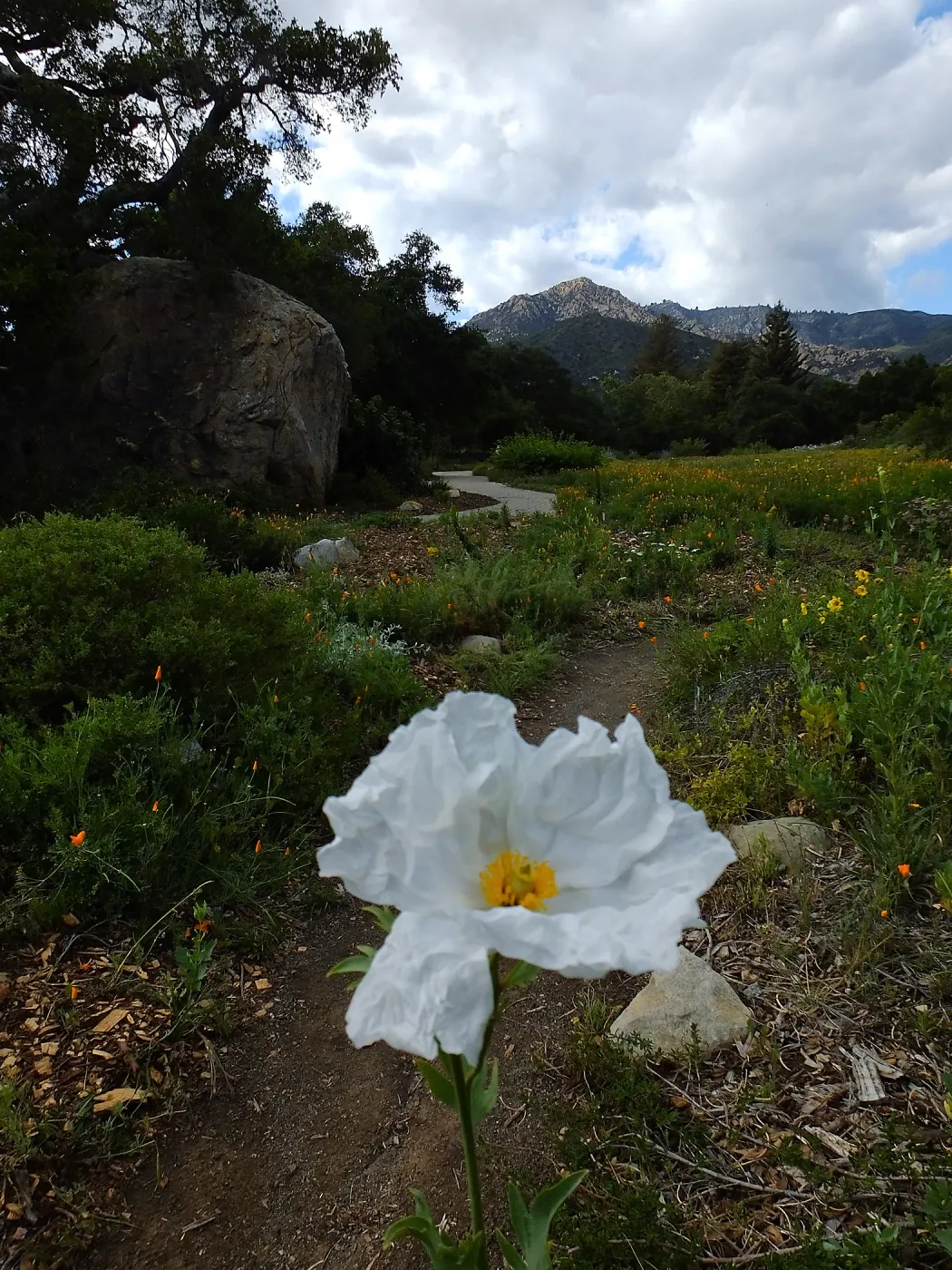 Matilija poppy, Blaksley Boulder, Meadow