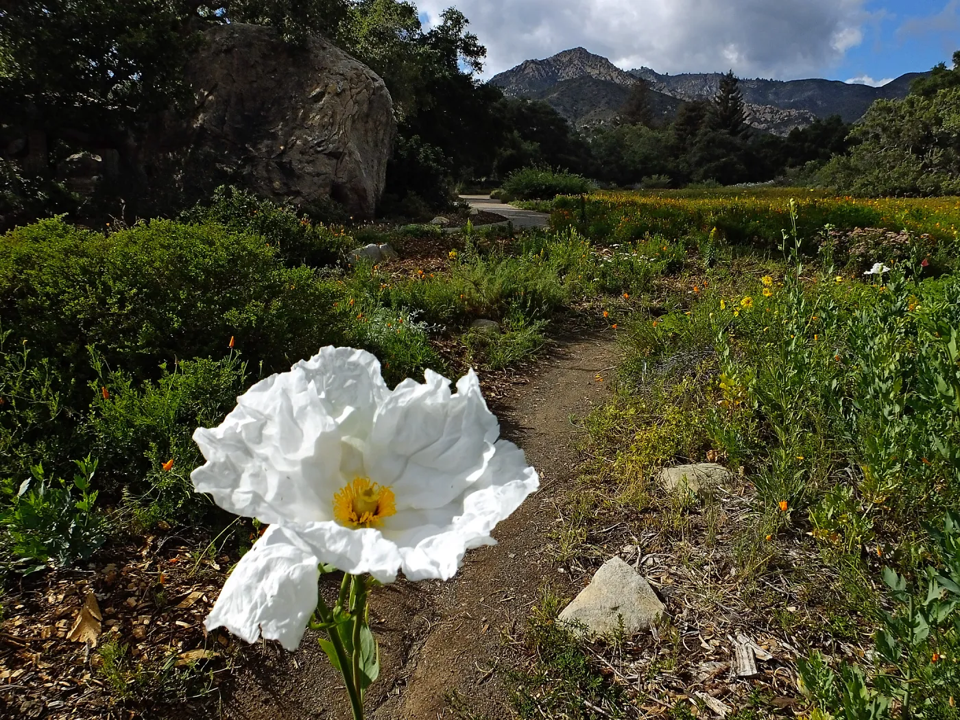 Matilija poppy, Blaksley Boulder, Meadow