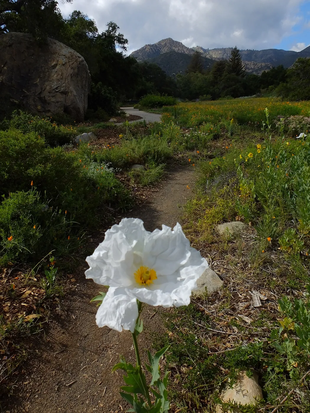 Matilija poppy, Blaksley Boulder, Meadow