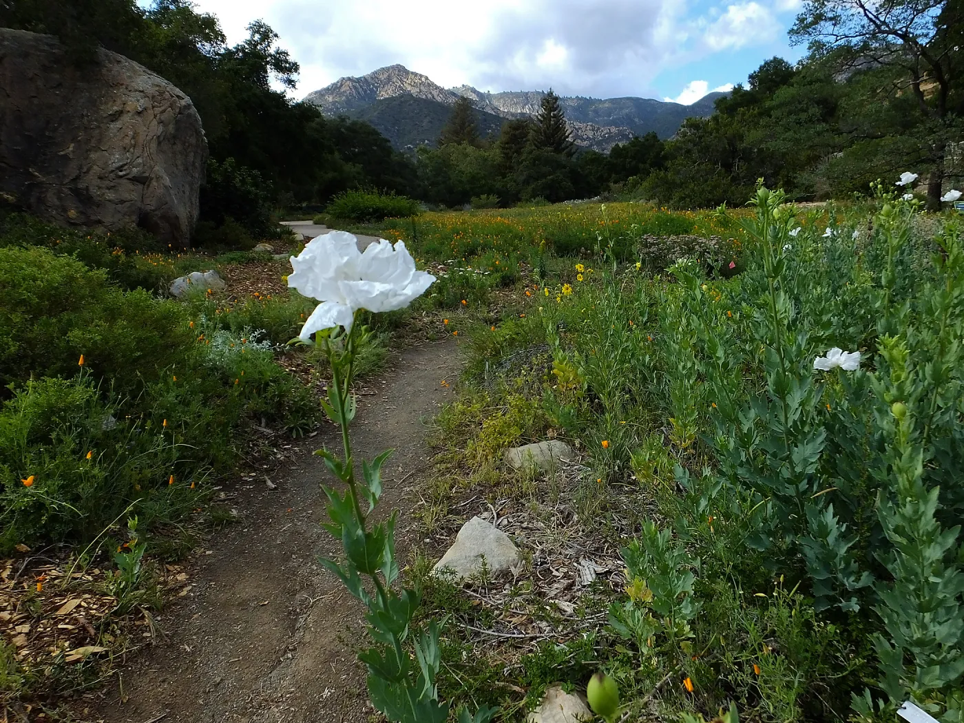 Matilija poppy, Blaksley Boulder, Meadow