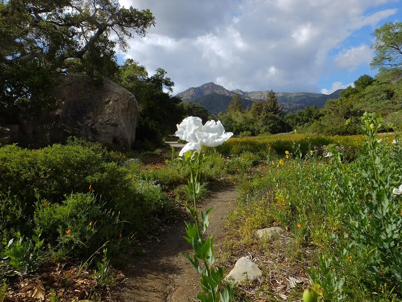 Matilija poppy, Blaksley Boulder, Meadow