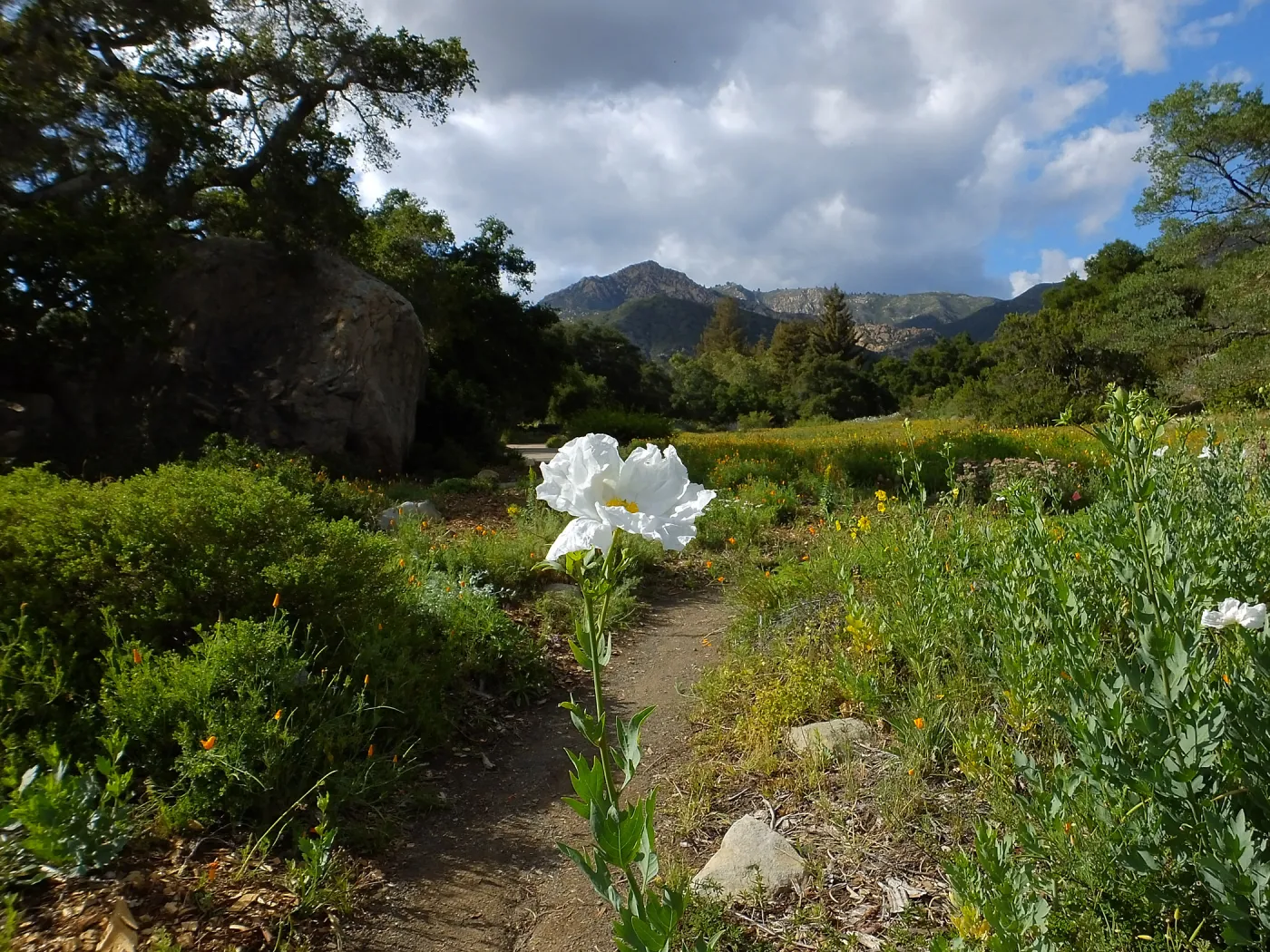 Matilija poppy, Blaksley Boulder, Meadow