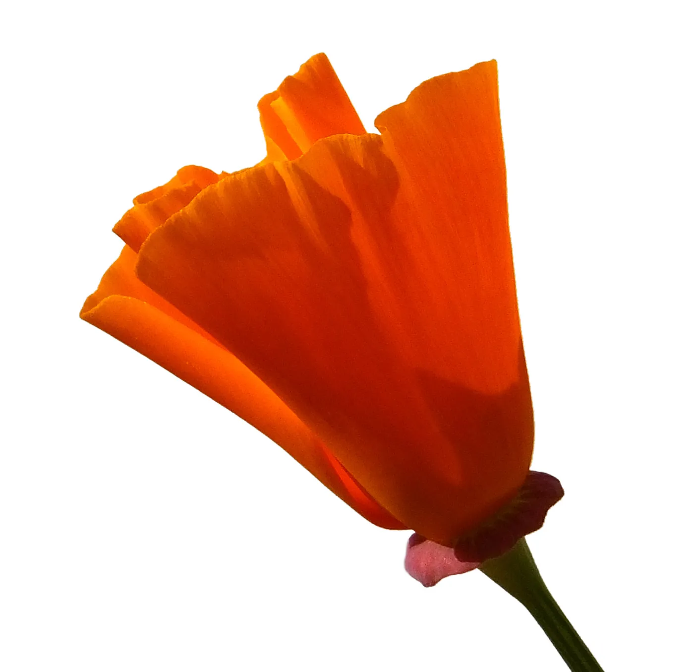 California poppy