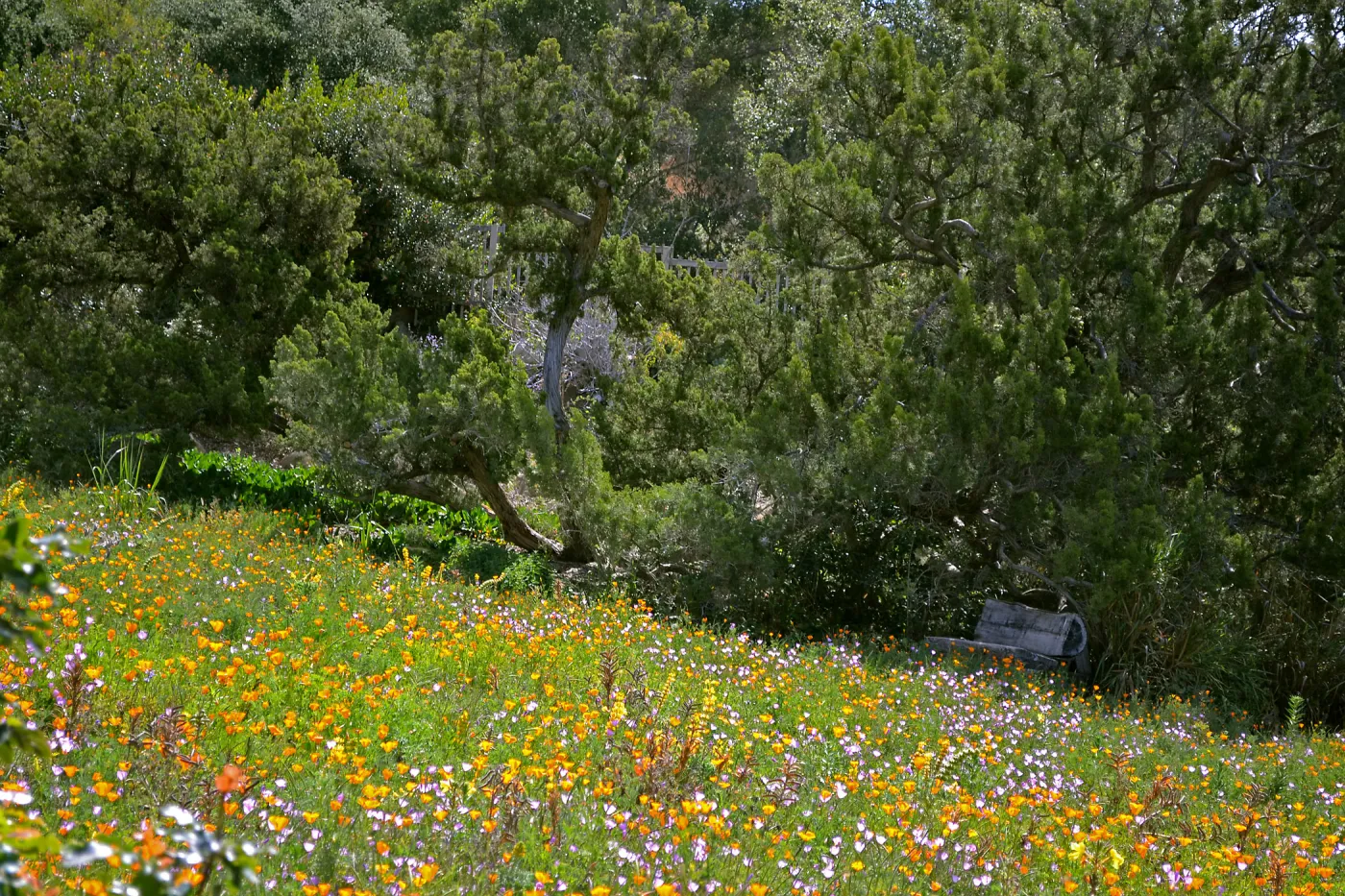 Seniors Free Day at upper Meadow