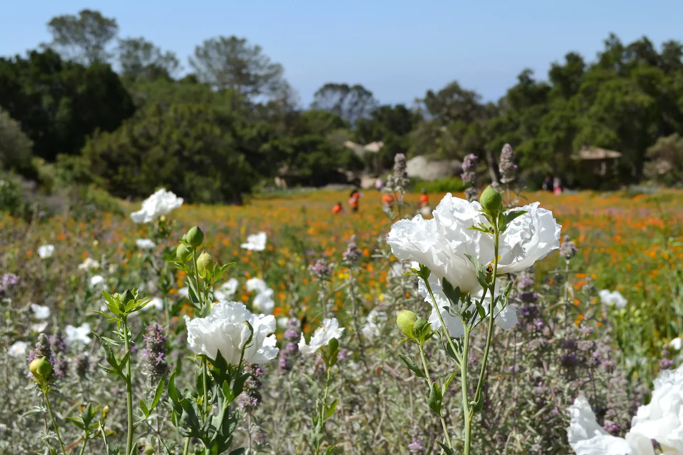 Seniors Free Day visitors at lower Meadow near Blaksley Boulder