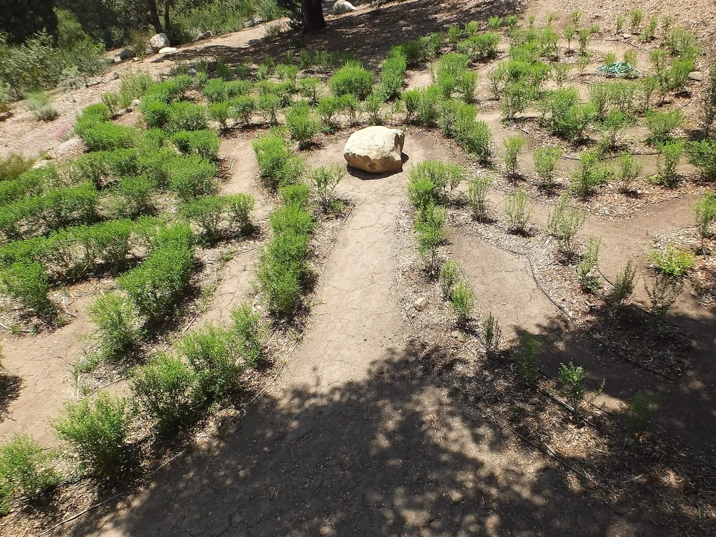 Centennial Maze